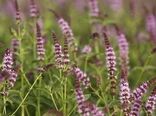 برداشت بیش از 6هزار تن نعناع از ۱۶۰ هکتار مزارع شهرستان کاشان