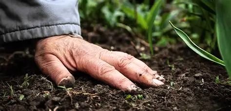 سلامت خاک زیربنای تولید غذای سالم است