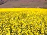 خرید توافقی ۶۸۵ تن کلزا از کشاورزان خراسان شمالی 