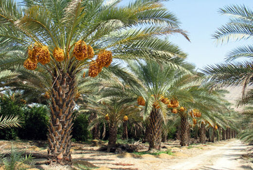 افتتاح آبیاری قطره ای در 50 هکتار نخیلات شهرستان ریگان