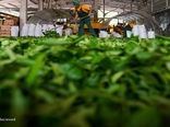 رشد ۱۰ درصدی تولید برگ سبز چای؛ ۸۰ درصد مطالبات چایکاران پرداخت شد