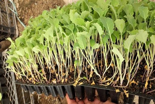 کشت کلزا نشایی برای اولین بار در کردستان