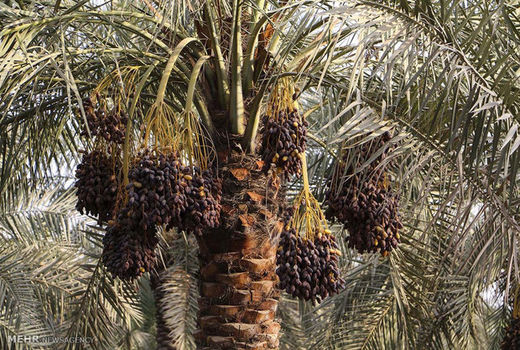 برگزاری کارگاه های آموزشی نحوه کنترل آفات انباری خرما در استان بوشهر