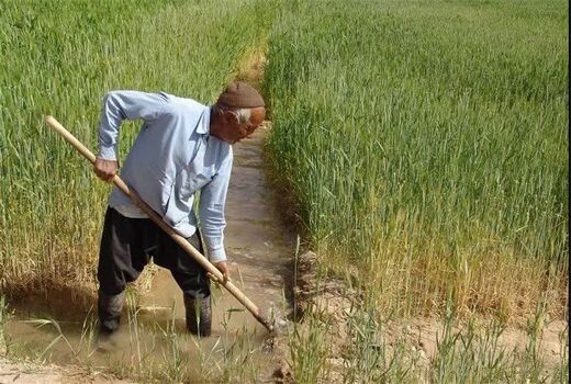 افزایش قیمت کشاورزان را امیدوار کرده است/ کشت جو در دوراهی صرفه و صرف‌نظر