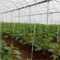 8 طرح آب و خاک و گلخانه در شهرستان ارزوئیه به بهره‌برداری می‌رسد