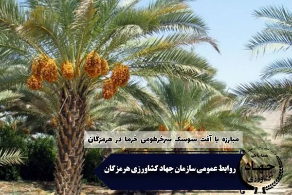 ممنوعیت جابجایی نهال و پاجوش از مناطق آلوده