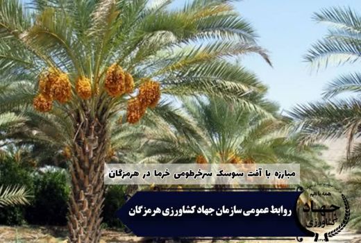 ممنوعیت جابجایی نهال و پاجوش از مناطق آلوده