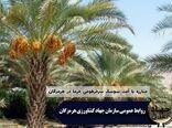 ممنوعیت جابجایی نهال و پاجوش از مناطق آلوده