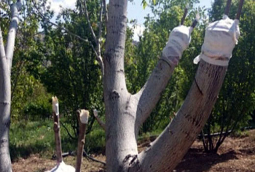 برنامه ریزی جهت انجام عملیات سرشاخه کاری ٢٠ هزار اصله درخت گردو در شهرستان مراغه 