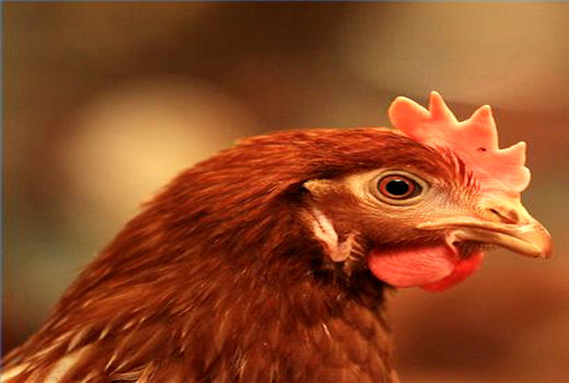 افزایش قابل توجه در صفات اقتصادی مرغان بومی فارس