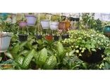 افتتاح گلخانه گل‌ و گیاه زینتی در محمودآباد/سرمایه گذاری 50 میلیاردی