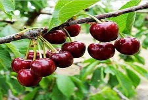 برداشت محصول گیلاس از باغات شهرستان طارم