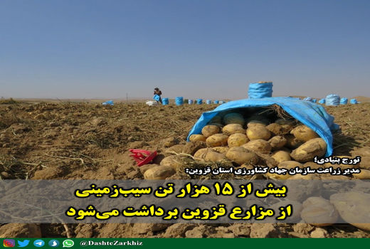 بیش از ۱۵ هزار تن سیب‌زمینی از مزارع قزوین برداشت می‌شود