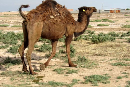 تولید سالانه 100 تن شیر شتر در اسکو
