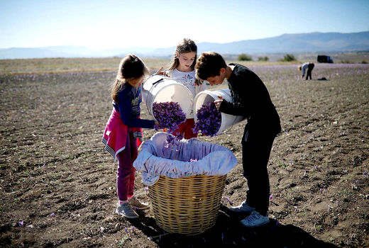 پیش بینی برداشت 56 تن زعفران در خراسان جنوبی