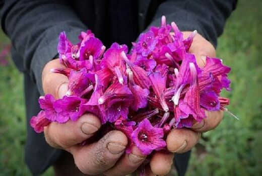 آغاز برداشت گیاه دارویی گل‌گاوزبان در گیلان