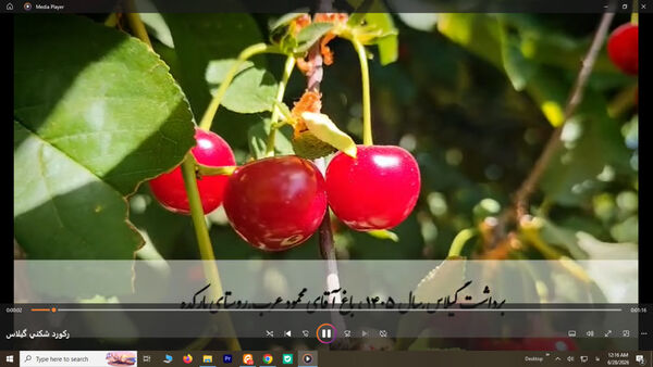 رکوردشکنی در برداشت گیلاس/ عملکرد خیره‌کننده باغ نمونه در شهرستان سامان