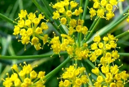 کاشت گیاه دارویی آنغوزه برای اولین بار در مرودشت 