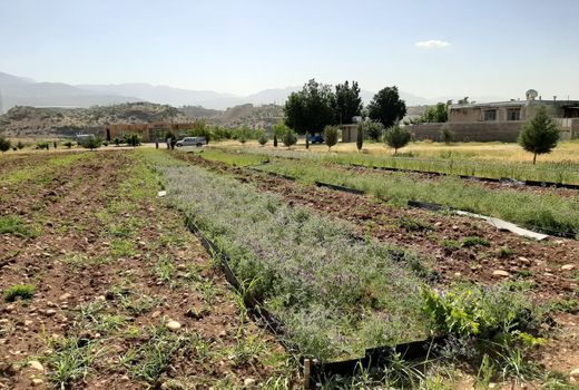 کاهش 80 درصدی فرسایش خاک با کاشت ارقام ماشک علوفه‌ای