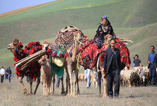 اختصاص اعتبار برای تغذیه دستی دام‌‎های عشایری