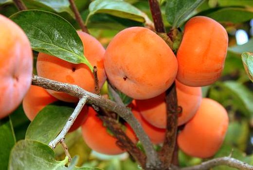 کشاورزی از طهران تا تهران