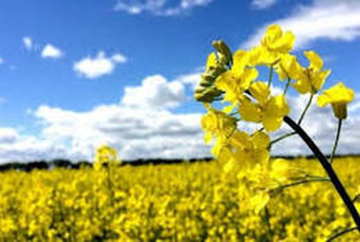 خرید تضمینی ۵۰ تن کلزا از بهره برداران استان اصفهان