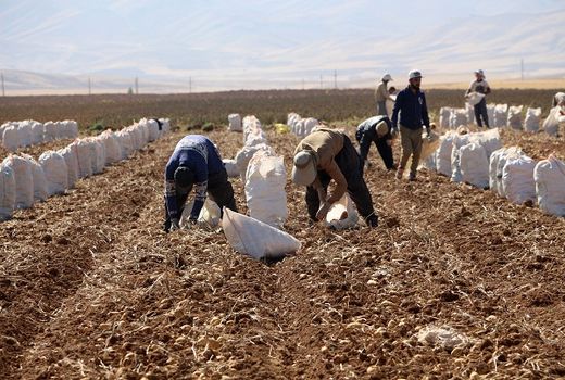 کردستان قطب تولید سیب‌زمینی