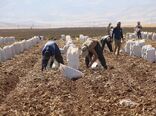کردستان قطب تولید سیب‌زمینی