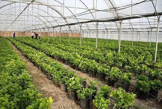 کشت های گلخانه ای در سامان توسعه می یابد