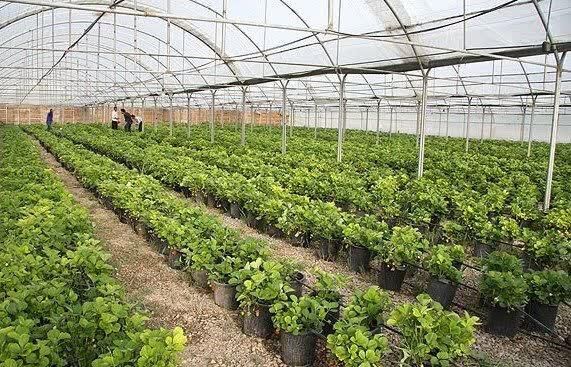 کشت های گلخانه ای در سامان توسعه می یابد