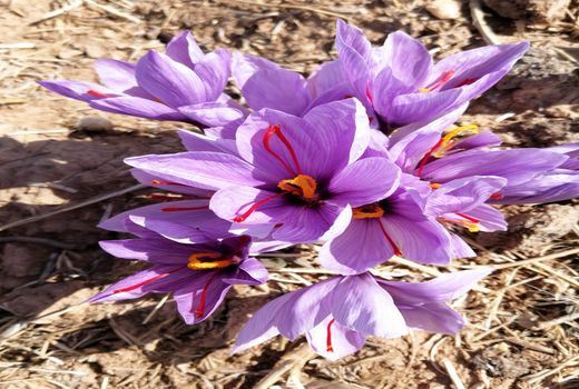 تولید 360 کیلوگرم زعفران در نی ریز