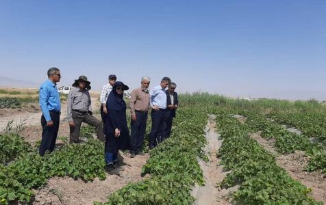 بیش از 150 هکتار از اراضی کشاورزی شهرستان ساوه زیر کشت محصول پنبه رفت
