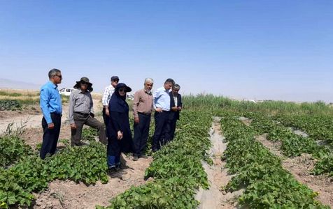 بیش از 150 هکتار از اراضی کشاورزی شهرستان ساوه زیر کشت محصول پنبه رفت