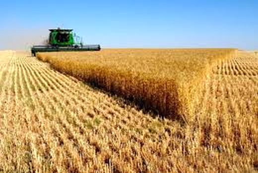پیش‌بینی برداشت 70هزارتن گندم از مزارع جنوب شرق استان تهران