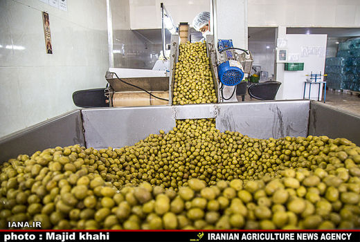 فرآوری یک تن زیتون  در روز