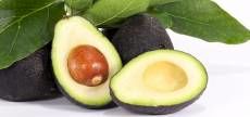 تولید 10 برابری آووکادو تا 10 سال آینده در ایران/ آووکادوی نارس به جای جنگلی