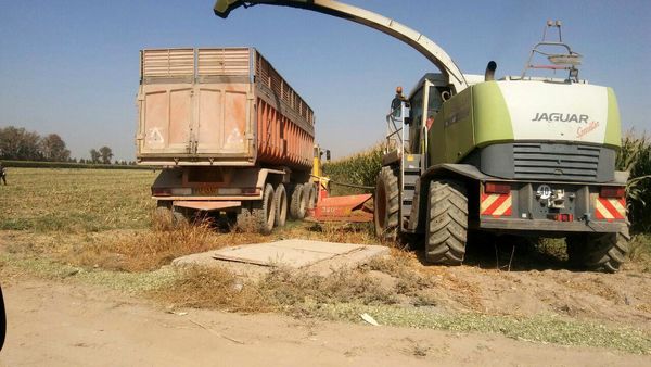 کاهش 50 درصدی مصرف نوار تیپ آبیاری با آرایش جدید کشت