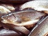 تولید 5330 تن ماهی خوراکی در همدان