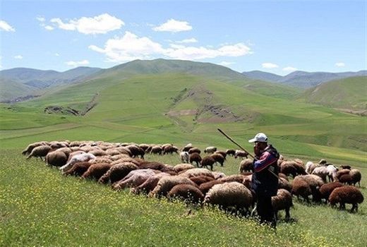 پرواربندی سه میلیون راس دام در طرح تولید قراردادی گوشت دام سبک عشایر 