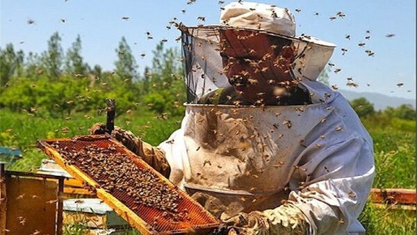 سرشماری زنبورستان‌ها در سال ۱۴۰۰ انجام نمی‌شود
