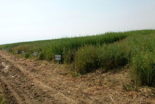 جلوگیری از تغییر کاربری اراضی کشاورزی و باغی به‌شدت پیگیری می‌شود