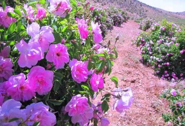 پیش بینی تولید بیش از ۹۰۰ تُن گل محمدی در کردستان
