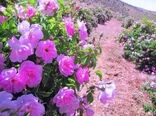 پیش بینی تولید بیش از ۹۰۰ تُن گل محمدی در کردستان