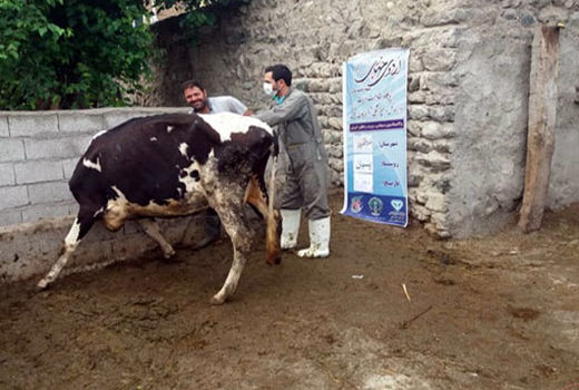 واکسیناسیون 210 دام سنگین و 400 دام سبک و توزیع 2 هزار دز واکسن نیوکاسل طیور در خداآفرین