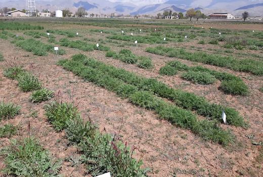 خودکفایی در تولید علوفه با اجرای طرح ملی تولید بذر گواهی شده گون علوفه‌‌ای 