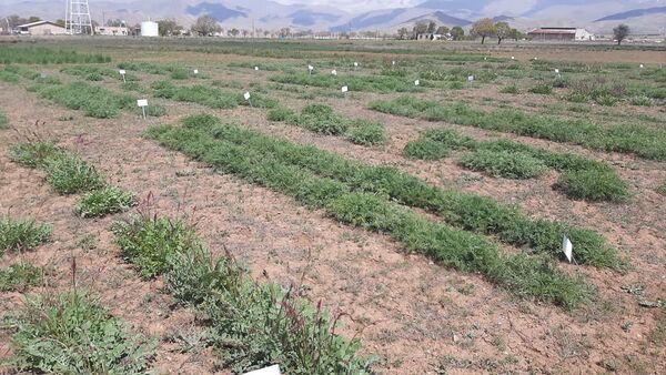 خودکفایی در تولید علوفه با اجرای طرح ملی تولید بذر گواهی شده گون علوفه‌‌ای 