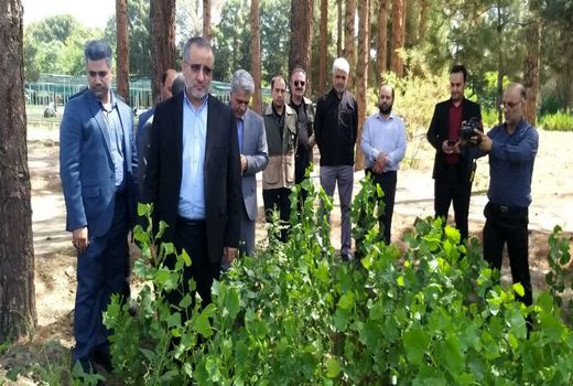 کاشت بیش از 133 هزار هکتار نهال کاری تاغ مقاوم به کم آبی
