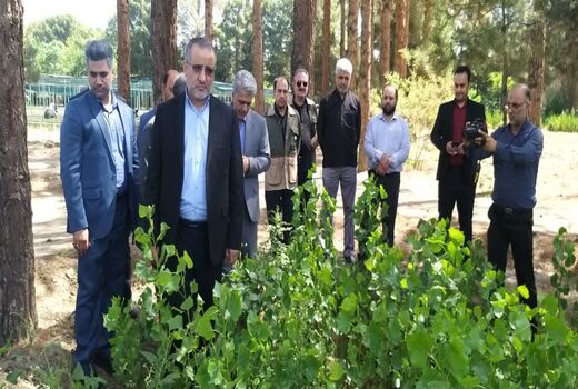 کاشت بیش از 133 هزار هکتار نهال کاری تاغ مقاوم به کم آبی