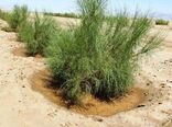 680 هکتار نهال‌کاری در عرصه‌های منابع طبیعی انجام شد