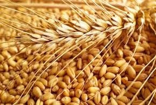 پرداخت ۲۰ هزار میلیارد تومان دیگر از مطالبات گندم‌کاران در سه روز